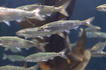 young salmon in aquarium