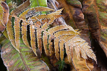 close up of a fern covered in frost during late autumn and early winter in Devon, England