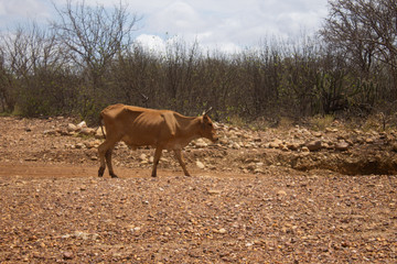 A brown cow walks through a dirt road in a drought region