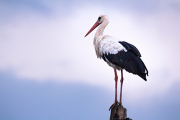 The white stork (Ciconia ciconia) is a large bird in the stork family, Ciconiidae.