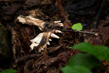 Meles meles skull.