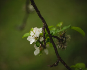 macro apple flower