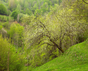 Wild apple tree in nature