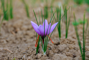 At harvest time closeup of a field of saffron