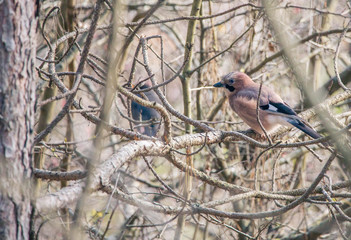 The Eurasian jay (Garrulus glandarius) between the branches