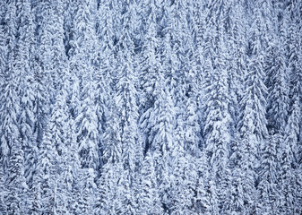 Winter with frozen trees and gorgeous minimalist or abstract shapes and patterns