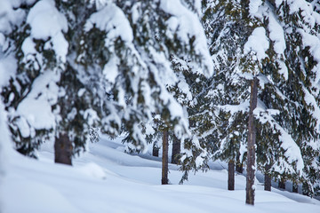 Winter with frozen trees and gorgeous minimalist or abstract shapes and patterns