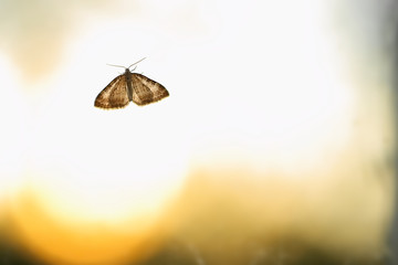 Backlit image of Nola karelica, a tuft moth - obrazy, fototapety, plakaty