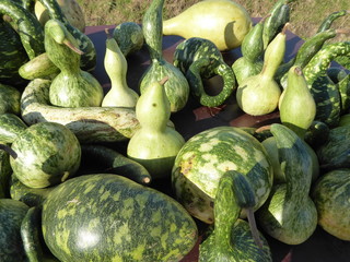 Herbstzeit ist Kürbis Zeit