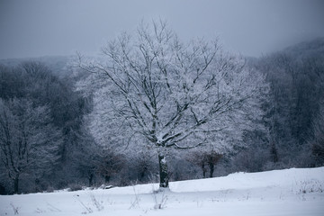 Winter with frozen trees and gorgeous minimalist or abstract shapes and patterns