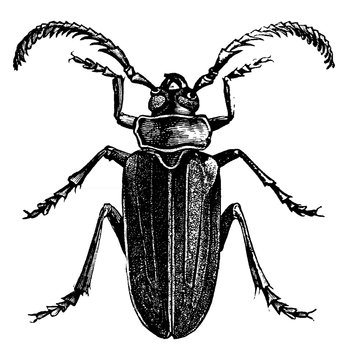 Prionus, vintage illustration.