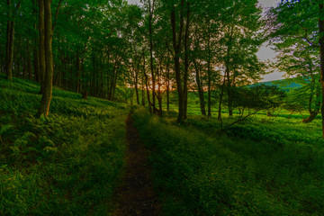 Fototapeta na wymiar Sunset in the forest