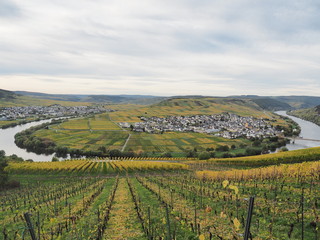 Obraz premium Moselschleife bei Trittenheim