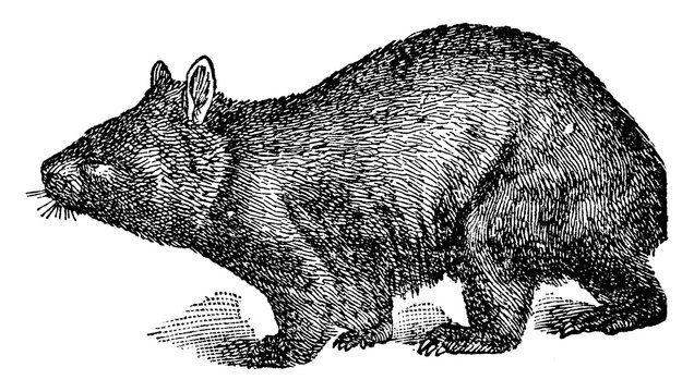 Hairy Nosed Wombat, vintage illustration.