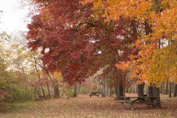 autumn color leaves trees 