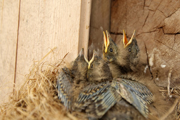 Four young chicks of Eurasian Jay (Garrulus glandarius)