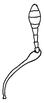 Geniculate Antenna, vintage illustration.