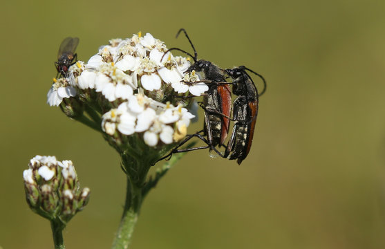 Couple of longhorn beetle species Anastrangalia sanguinolenta, mating on yarrow blossom