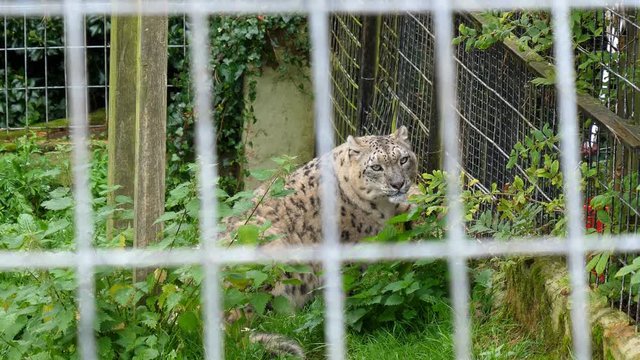 Snow leopard is eating row meat given through the hole in the netting outdoors.