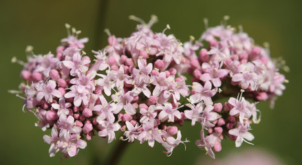 Pink flowers of valerian (Valeriana officinalis) plant - 298554105