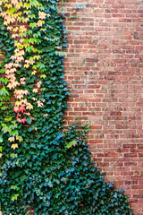 Fall Foliage on Brick Wall