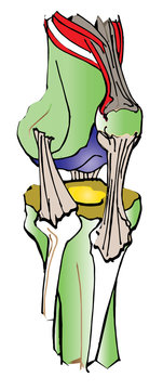 Simple human knee joint anatomy illustration in white background showing cartilage, bone, ligament and tendon interface. Front view of the musculoskeletal joints.