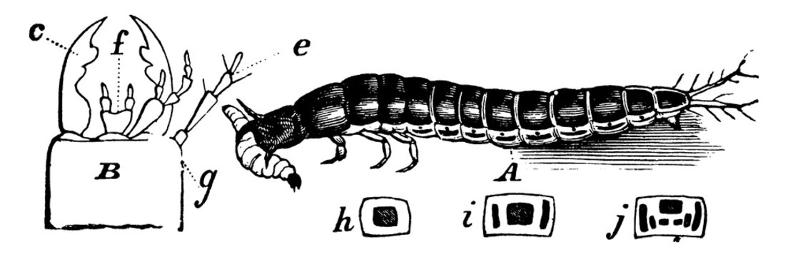 Harpalus, vintage illustration.