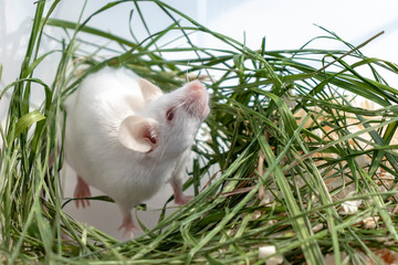White albino laboratory mouse sitting in green dried grass, hay. Cute little rodent muzzle close up, pet animal concept
