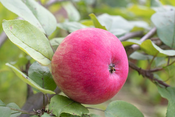 Red apple on a tree in garden, growing eco, organic products in the farm, countryside