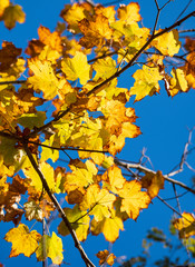 Fototapeta na wymiar Autumn Leaves in the Valley