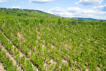 Fototapeta na wymiar ドイツのリューデスハイムのワイン用のブドウ畑（夏、8月）