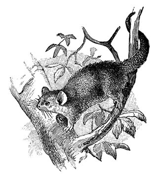 opossum climbing tree black and white clip art preview