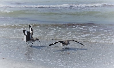 Fototapeta premium Two stilt sandpipers are fighting at the Indian Rocks Beach in Flordia