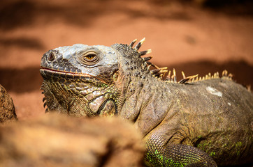 Iguana