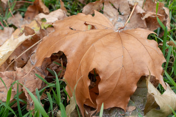 Dry fallen leaves, foliage close up on a lavn needed to be cleaned, gardening and autumn cleaning concept