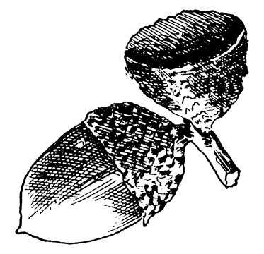 black and white acorns drawing clip art preview