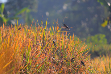 Rice field bird