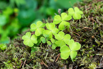 Light green Common wood-sorrel Oxalis acetosella growing among the moss in the wood, forest