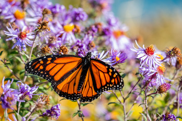 Butterfly on the blue flowers, close-up