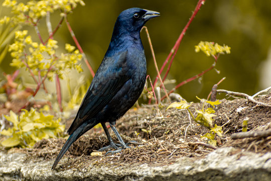  (Molothrus bonariensis) tordo renegrido parado entre plantas amarillentas en un d&iacute;a soleado 