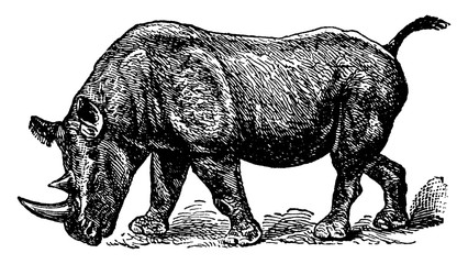 Rhinoceros Bicornis, vintage illustration. © Morphart