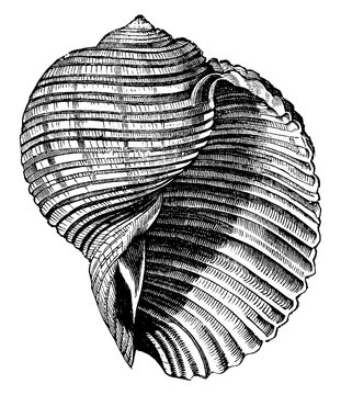 Dolium galea, vintage illustration.