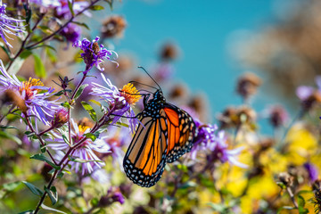 Butterfly on the blue flowers, close-up