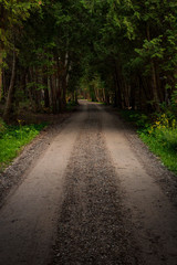 DIrt road cutting through a forest with deep shadows and color