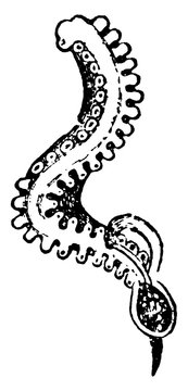 Hectocotylus, vintage illustration.