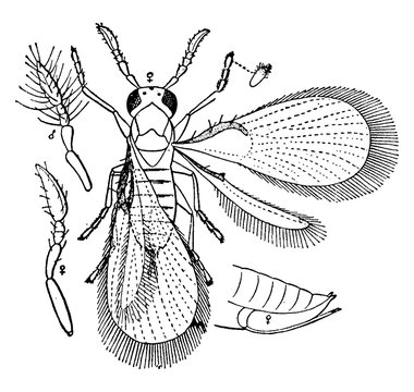 Trichogramma Wasp, vintage illustration.