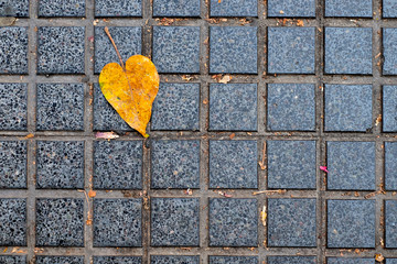 A single golden yellow autumn leaf on the ground.