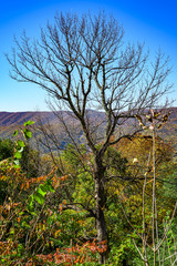 Blue Ridge Parkway Lone Tree