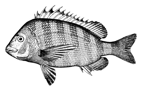 Sheephead Graphics Sheepshead Images – Browse 622 Stock Photos, Vectors, and Video | Adobe ...