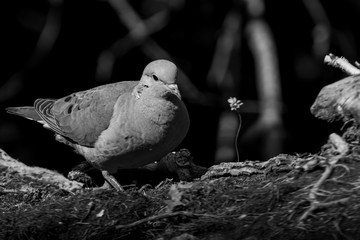 fotografía en blanco y negro de una paloma caminando sobre el suelo 